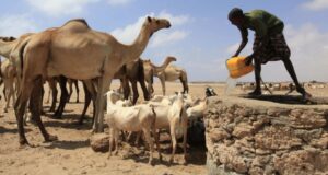 Dowladda Soomaaliya oo sheegtay in ay dhaqaalle ugu yaboohday xoolo dhaqatada